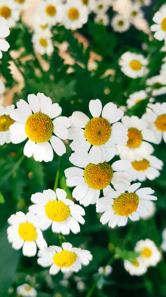 田野绿草上美丽的雏菊 — 图库照片