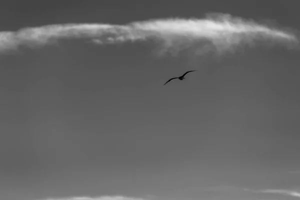 Mouette Volant Dans Ciel — Photo