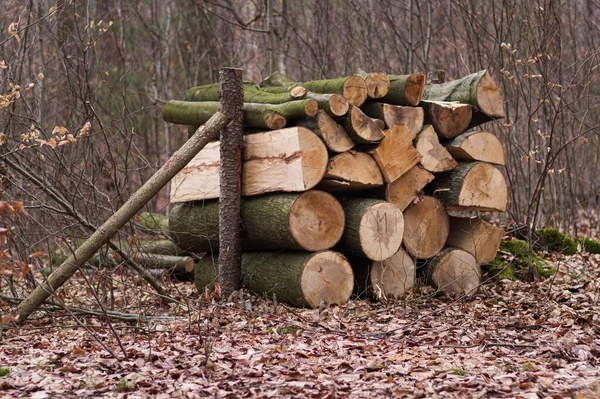 森の中の木の丸太を切り取って 自然背景 — ストック写真