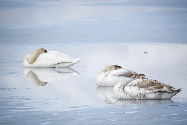 Branco Mudo Casal Cisne Água — Fotografia de Stock