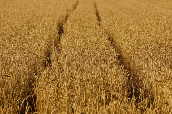 Żółte Pole Pszenicy Rzut Bliska Dojrzewającej Kukurydzy Ziemi — Zdjęcie stockowe