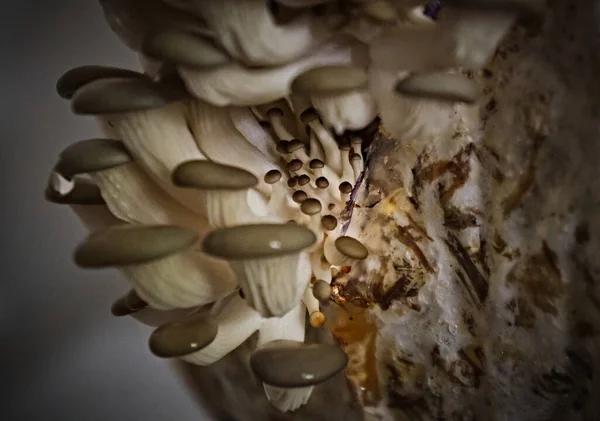 Close Mushrooms — Stock Photo, Image