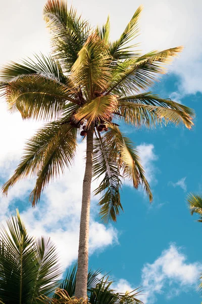 棕榈树 和太阳 夏季背景 复古色调 — 图库照片