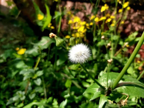 花园里的蒲公英花 — 图库照片