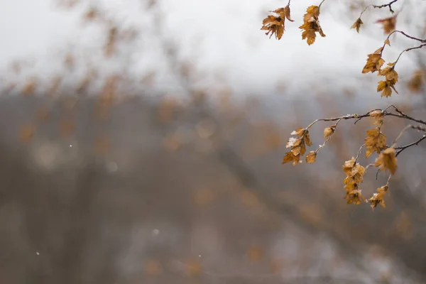 Herbstblätter Naturflora — Stockfoto