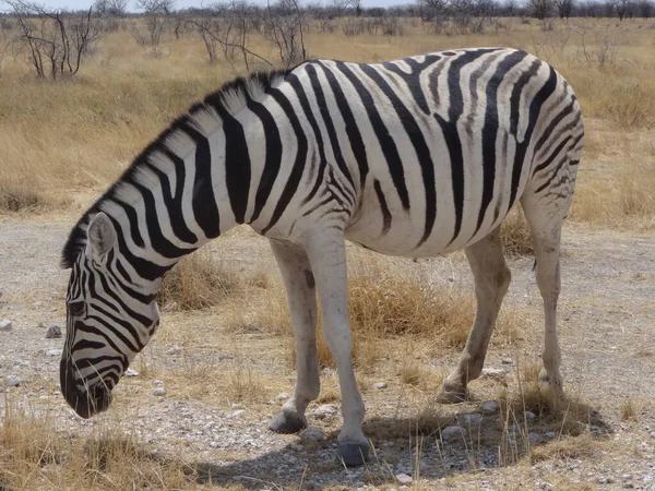 Zèbre Dans Savane — Photo