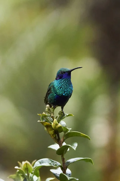 Nahaufnahme Eines Kleinen Kolibris — Stockfoto