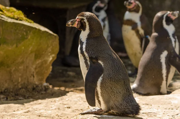 Мальовничий Вид Милих Пінгвінів — стокове фото