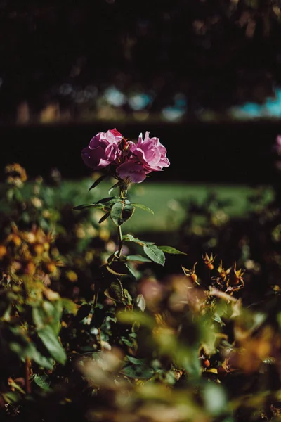 Flores Bonitas Jardim — Fotografia de Stock