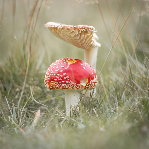 Fly Agaric Forest — Stock Photo, Image