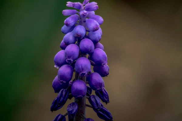 花园里美丽的紫色花朵 — 图库照片