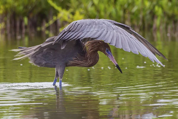 Ätligt Skal Ardea Alba Pelecanus Onocrotalus Ciconia Brazil — Stockfoto