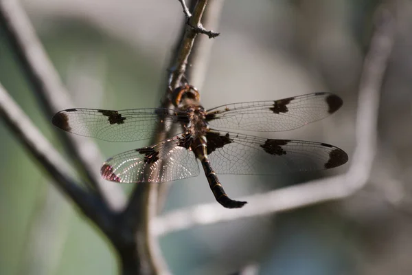 Dragonfly Branch — Stock Photo, Image