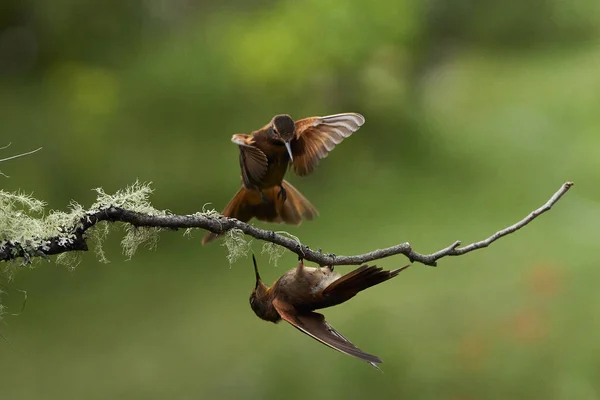 Närbild Små Kolibri — Stockfoto