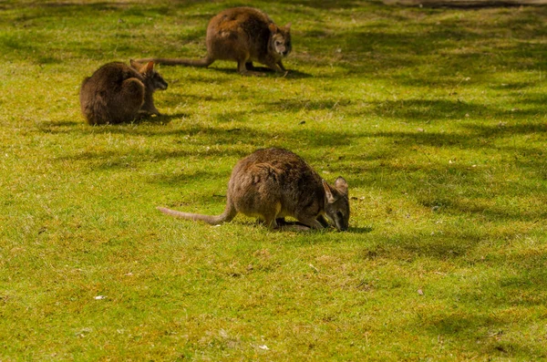 Grupo Animais Bonitos Prado — Fotografia de Stock