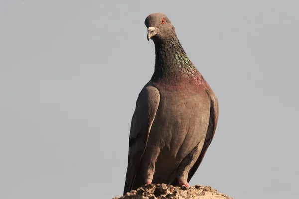 Nahaufnahme Einer Taube Die Auf Einem Felsen Sitzt — Stockfoto