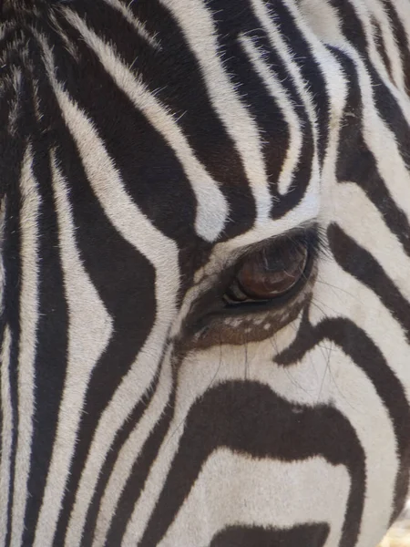 Close Van Een Zebra — Stockfoto