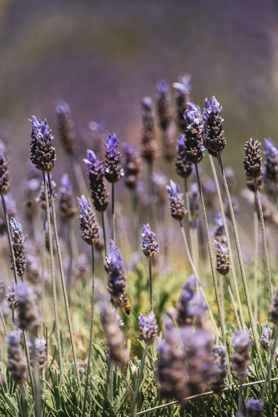 畑のラベンダーの花 — ストック写真