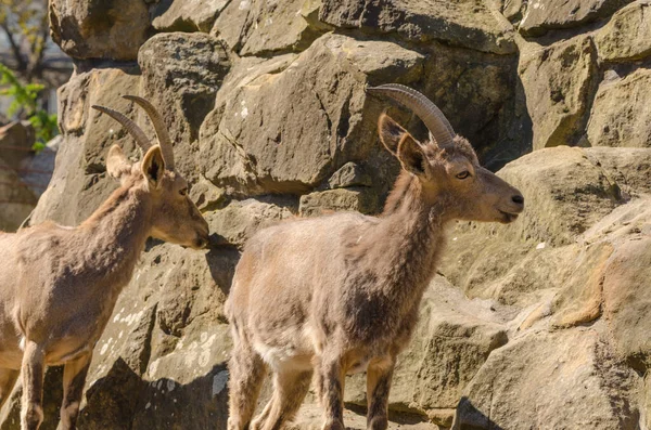 Gros Plan Une Jeune Belle Chèvre Dans Zoo — Photo