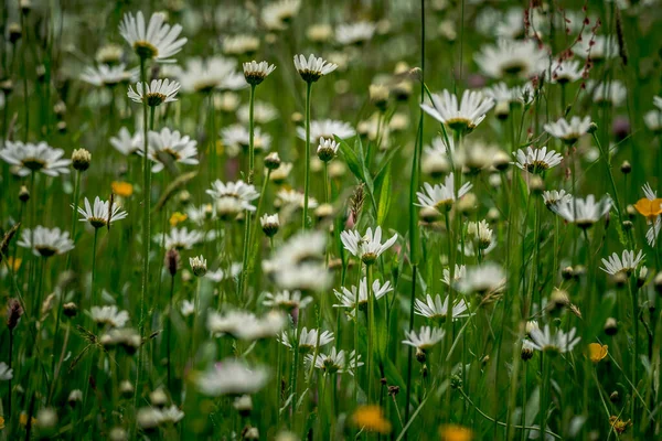 Schöne Weiße Gänseblümchen Garten — Stockfoto