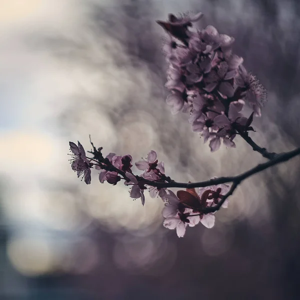 Tiro Botânico Flores Close — Fotografia de Stock