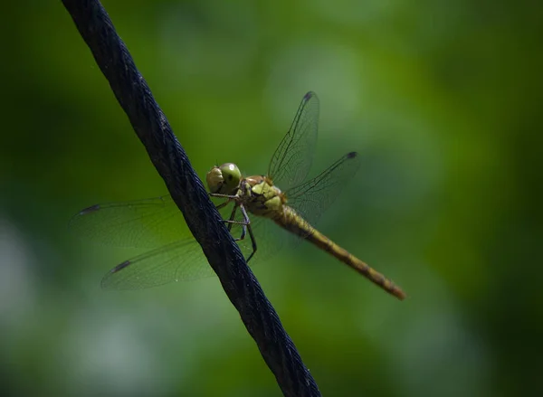 Libellule Sur Une Feuille Verte — Photo