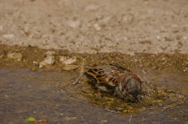 Ein Vogel Wasser — Stockfoto