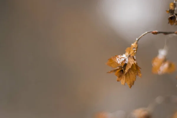 Podzimní Listí Pozadí Lesa — Stock fotografie