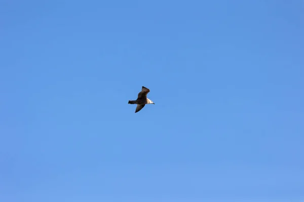 Gaivota Voando Céu — Fotografia de Stock