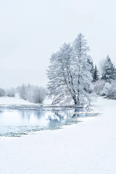 Paesaggio Invernale Con Alberi Innevati — Foto Stock