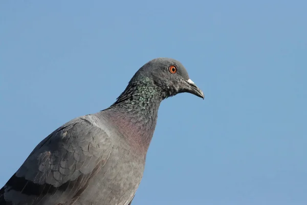 Pigeon Roof City — Stock Photo, Image