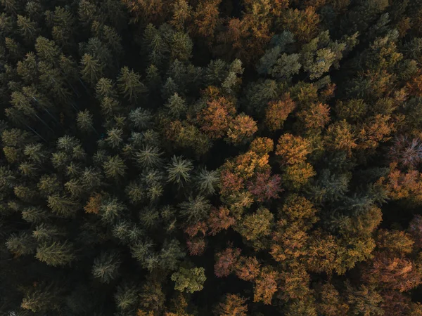 Aerial View Forest Morning — Stock Photo, Image