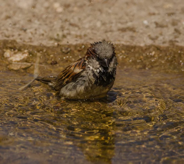 Vogel Auf Dem Fluss — Stockfoto