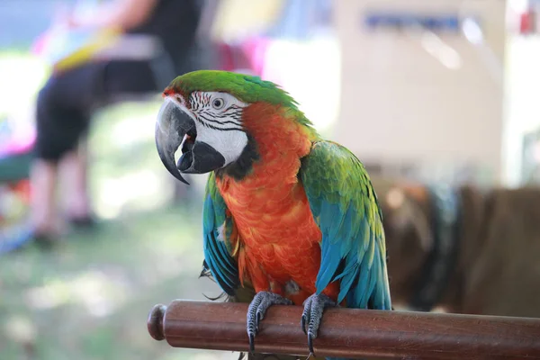 Schöner Bunter Papagei Mit Grünen Blättern — Stockfoto