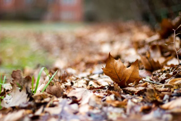 Podzimní Listí Parku — Stock fotografie