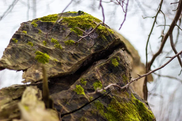 地面にある緑の苔は — ストック写真