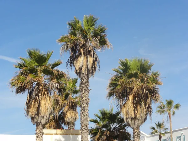 Parktaki Palmiye Ağaçları — Stok fotoğraf