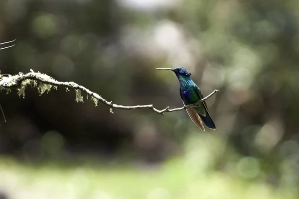 Nahaufnahme Eines Kleinen Kolibris — Stockfoto