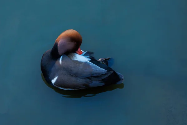 Bel Oiseau Dans Lac — Photo
