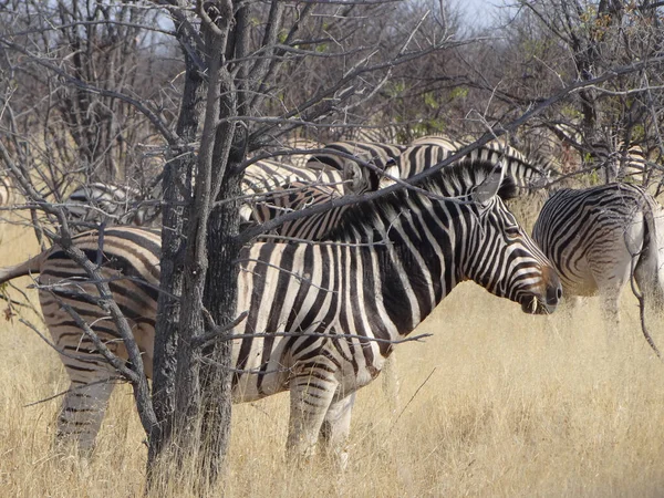 Zebra Sawannie Afryki — Zdjęcie stockowe