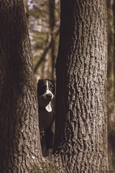 Jovem Vestido Preto Senta Tronco Árvore — Fotografia de Stock