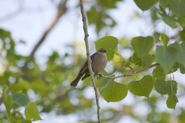 Птах Гілці Дерева Лісі — стокове фото