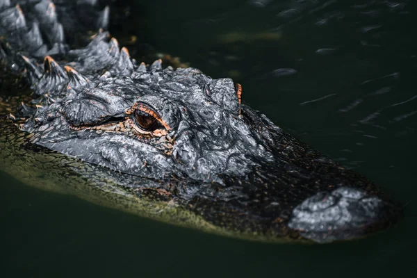 Crocodile Dans Eau — Photo