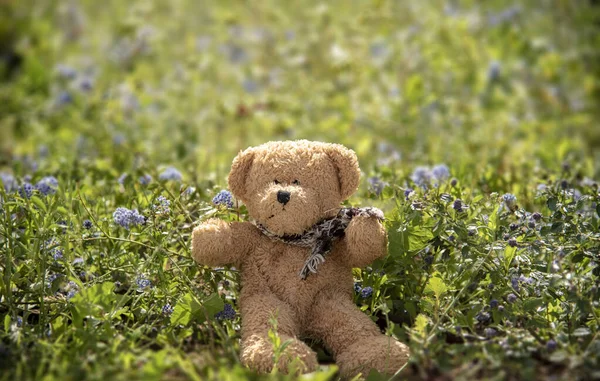 Teddybär Mit Einem Strauß Blumen — Stockfoto