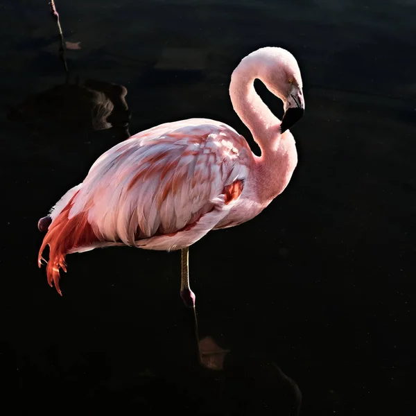 Flamingo Rosa Animal Fauna — Fotografia de Stock