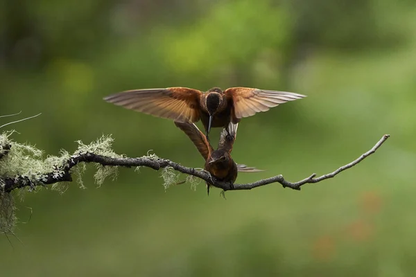 Nahaufnahme Eines Kleinen Kolibris — Stockfoto