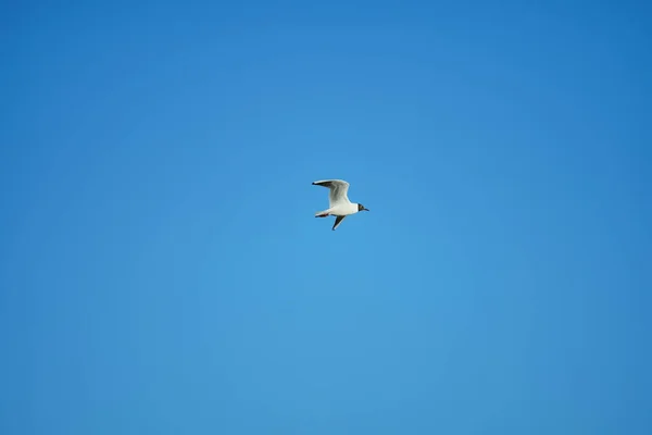 Gaivota Voando Céu — Fotografia de Stock