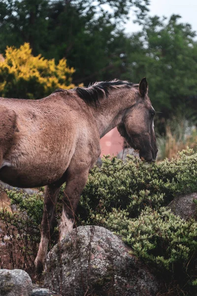 Häst Bergen — Stockfoto