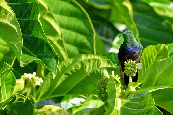 Yapraklı Güzel Yeşil Sinekkuşu — Stok fotoğraf