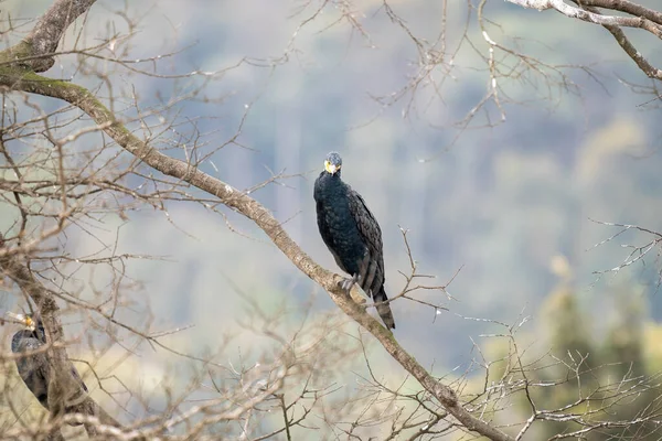 木の枝に鳥がいて — ストック写真